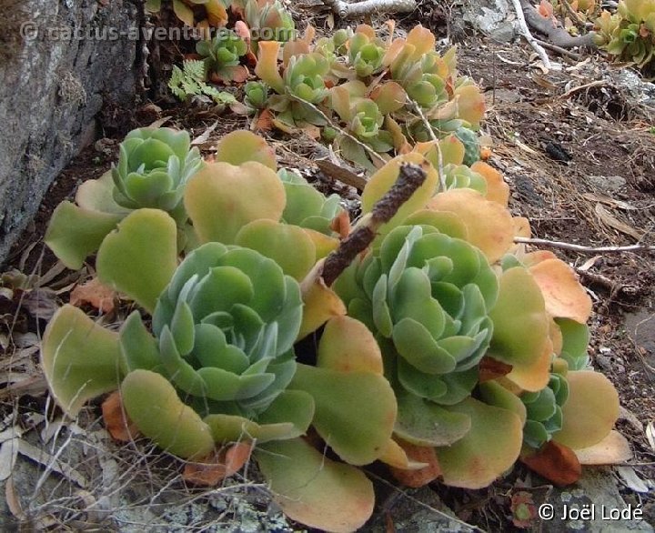 Aeonium virgineum, Bco de Azuaje, GC Dscf1640